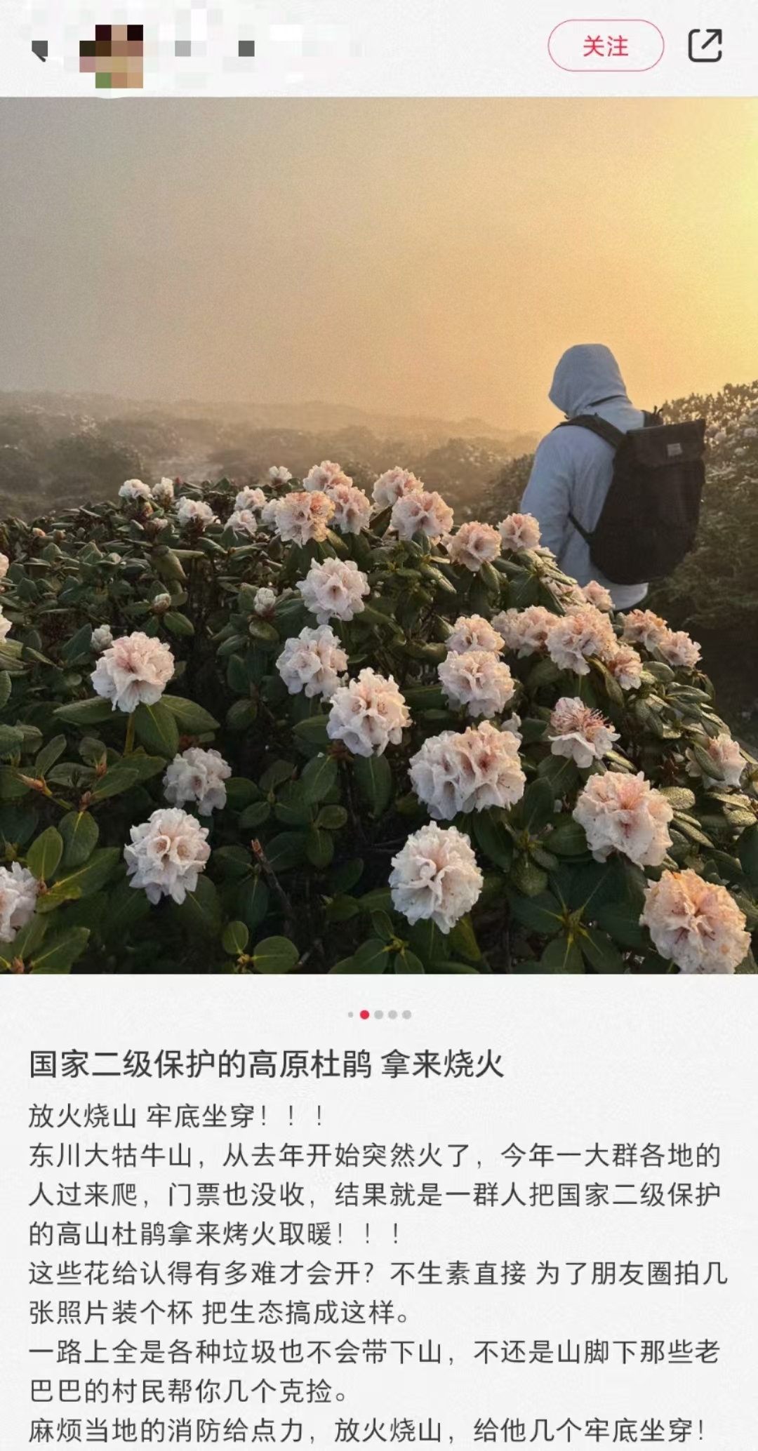 植物专家辨认出的被烧杜鹃类植物。受访者供图