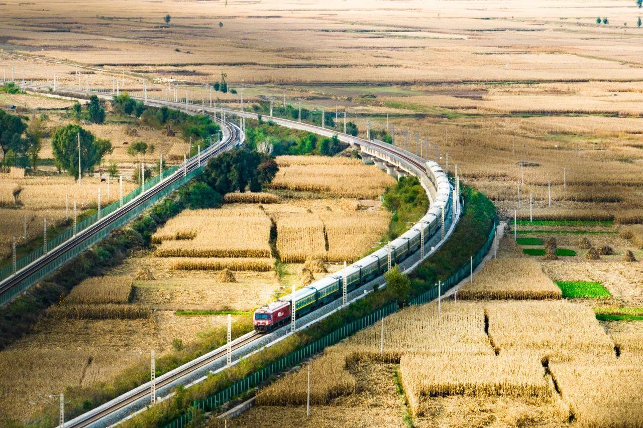 △旅客列车行驶在包西铁路上，穿过一片金灿灿的田野。郭建伟 摄