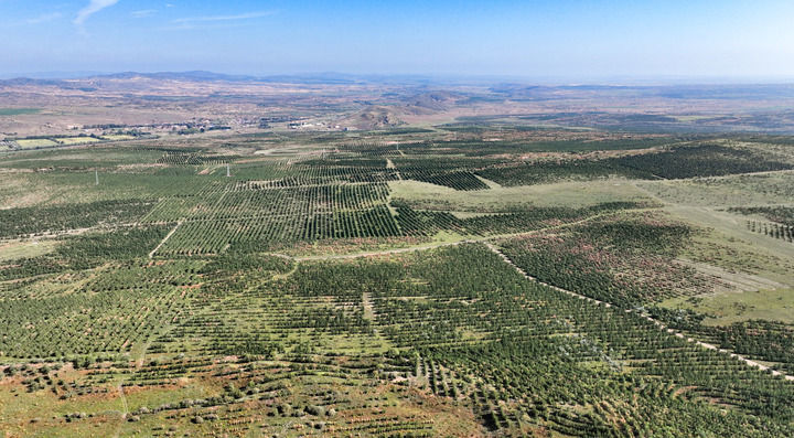 在内蒙古自治区锡林郭勒盟多伦县拍摄的樟子松林（2023年9月10日摄，无人机照片）。新华社记者 贝赫 摄