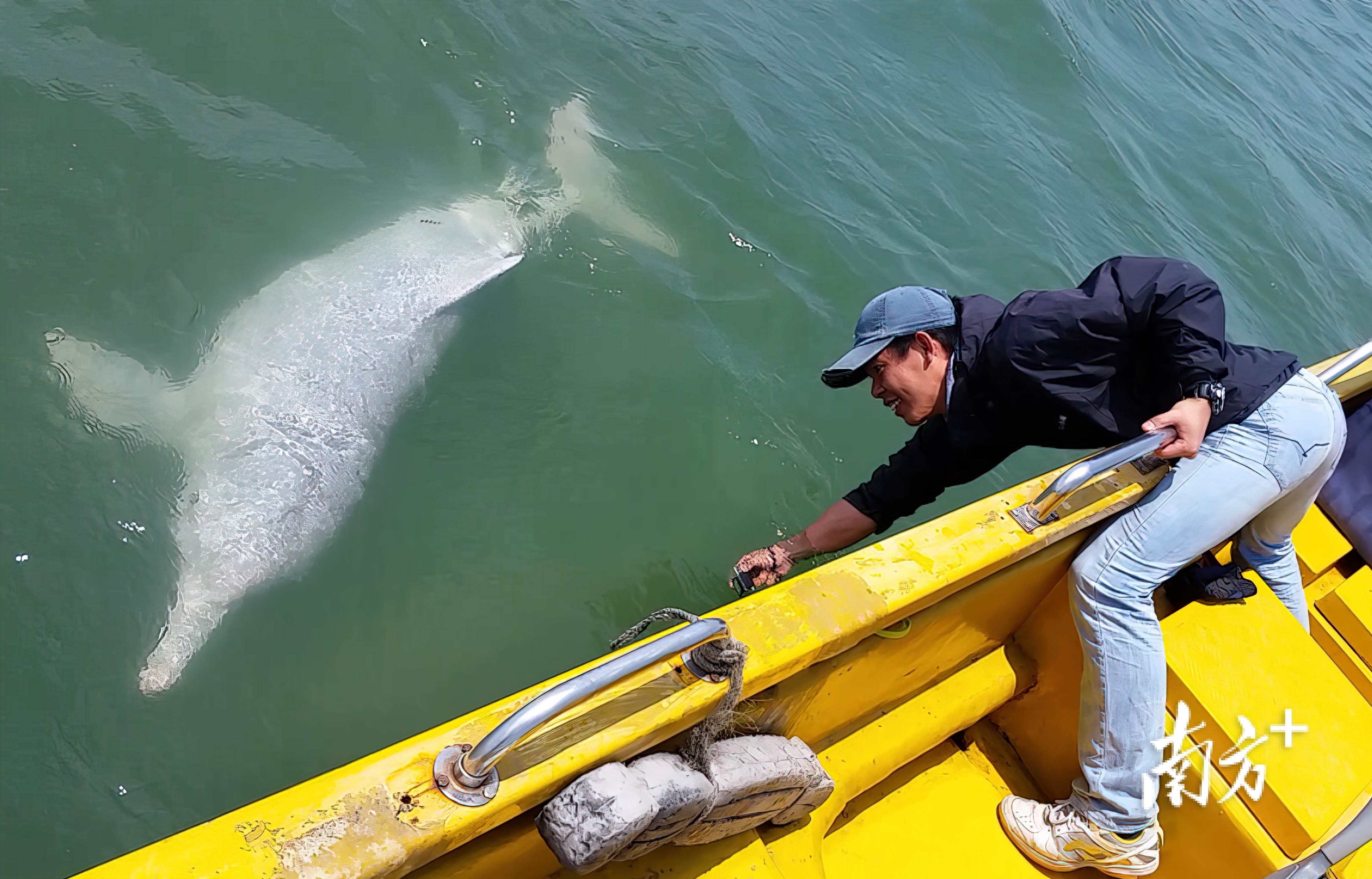 中国科学院深海科学与工程研究所副研究员林文治与团队在珠海开展中华白海豚个体识别调查时，偶遇对科考船只充满好奇的白海豚。高汉 摄