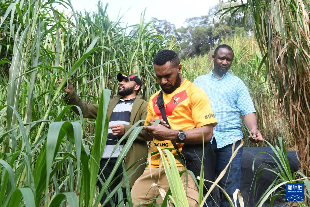 2024年3月28日，在位于福州的福建农林大学，来自卢旺达和巴布亚新几内亚的学生在“国际菌草苑”内查看菌草长势。新华社记者 林善传 摄