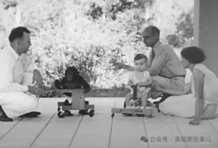 实验画面,图片来自Youtube