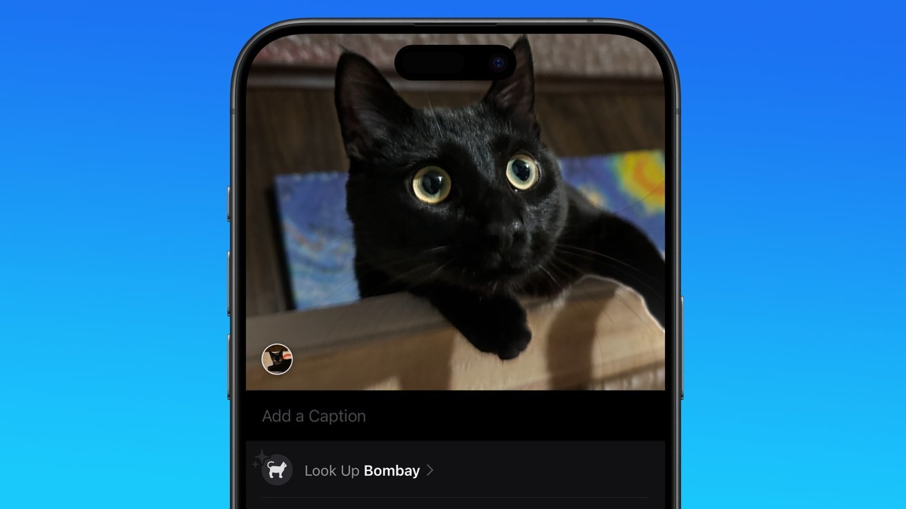 Apple Photos 中一只黄眼睛黑猫的图片，下面的文字将其归类为“孟买猫”