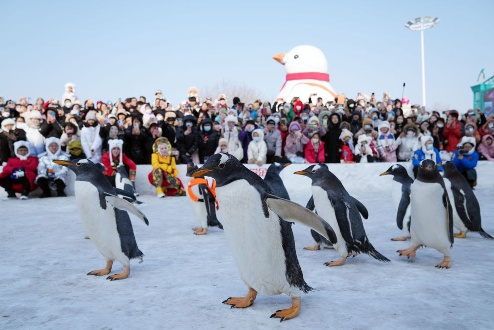 2月13日，游客在哈尔滨极地公园广场观看企鹅巡游。新华社记者 王建威 摄