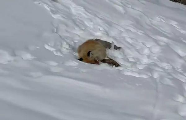 雪地里的野生狐狸一动不动。视频截图