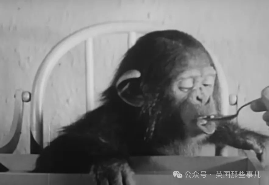 正在喂食Gua,图片来自Youtube