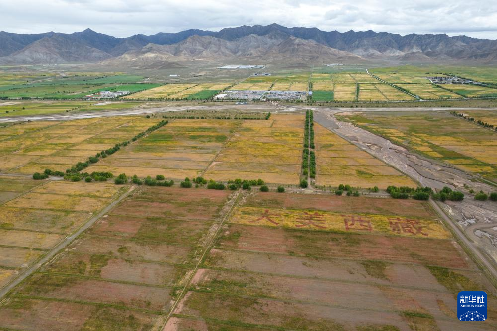 这是在西藏日喀则市萨迦县扯休乡拍摄的高原藜麦种植基地（无人机照片，9月4日摄）。新华社记者 孙瑞博 摄