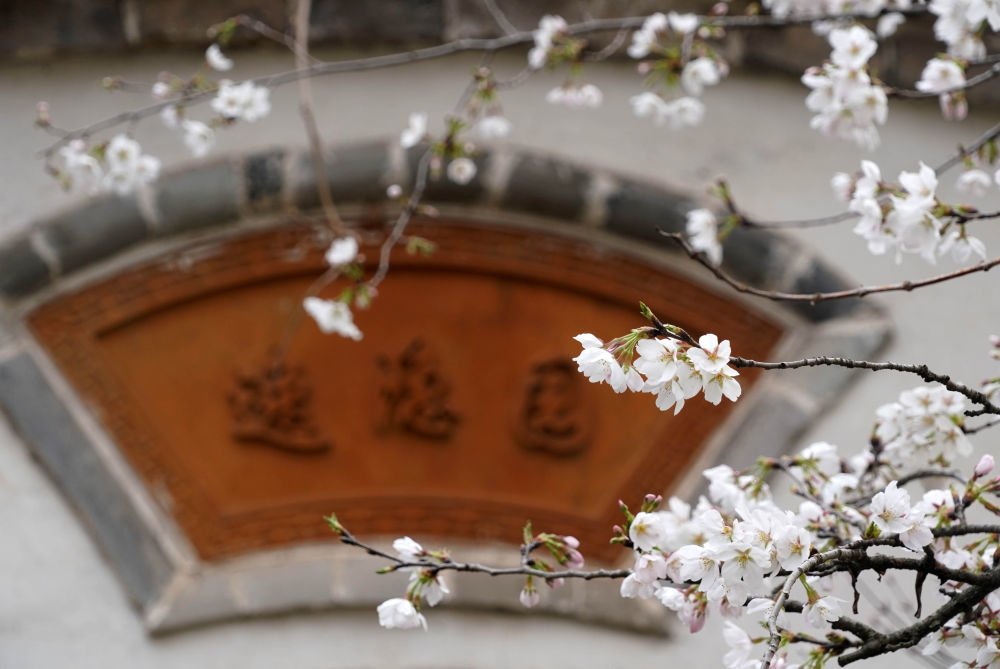这是河南省鄢陵县一处园林内的景色(3月26日摄)。新华社记者 李安 摄