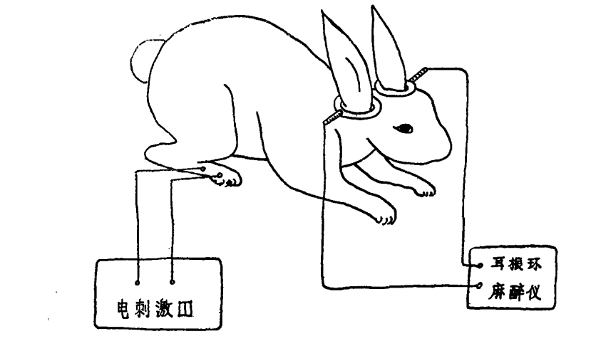 图2 耳根环兔子实验示意图（采自《尾核在耳根环麻醉中可能作用的初步探讨》论文）