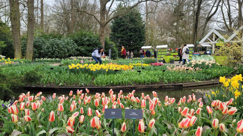 3月21日，游客在荷兰利瑟的库肯霍夫公园游览。新华社记者王湘江摄