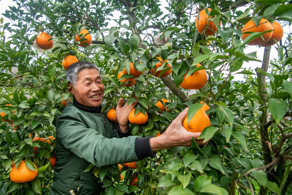 2024年2月5日，重庆市垫江县的种植户在柑橘园内采摘柑橘。垫江县近18万亩柑橘陆续成熟上市，当地政府积极拓宽线上、线下销售渠道，助力果农增收。近年来，当地坚持绿色发展之路，努力做大柑橘特色产业。新华社记者 唐奕 摄