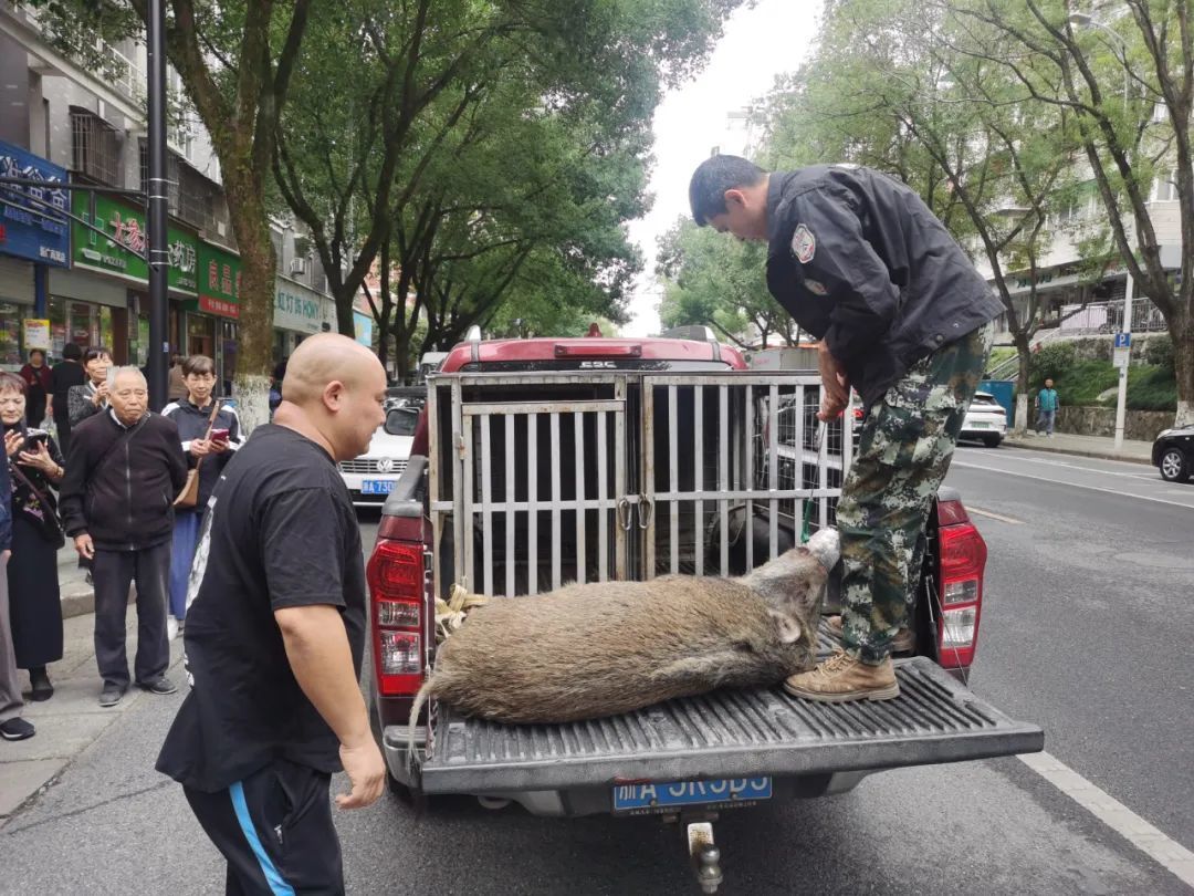 浙江一小区野猪伤人，警方：猪已抓，有群众轻微伤