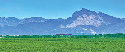 图为贺兰山东麓的酿酒葡萄种植基地。新华社记者 王 鹏摄