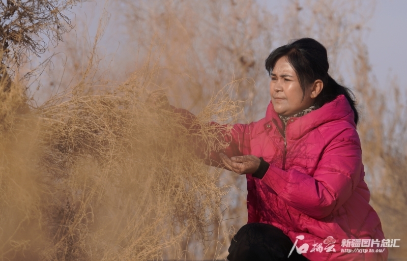 11月29日，在且末县河东治沙基地，帕提古丽·亚森在收集梭梭种子。苏鑫 摄