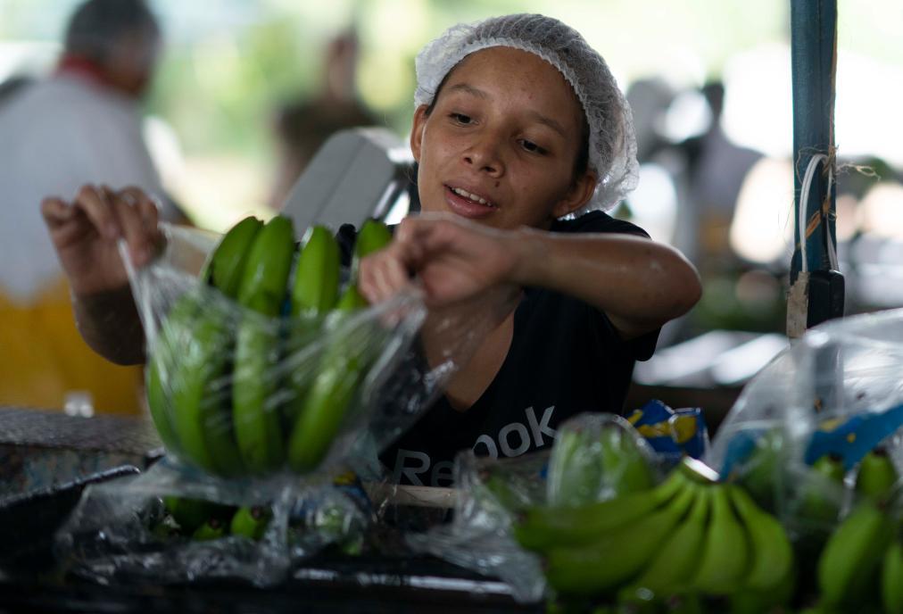 6月5日，在洪都拉斯圣佩德罗苏拉，一名当地员工在纳纳香蕉公司工作。新华社发（戴维·德拉帕斯摄）