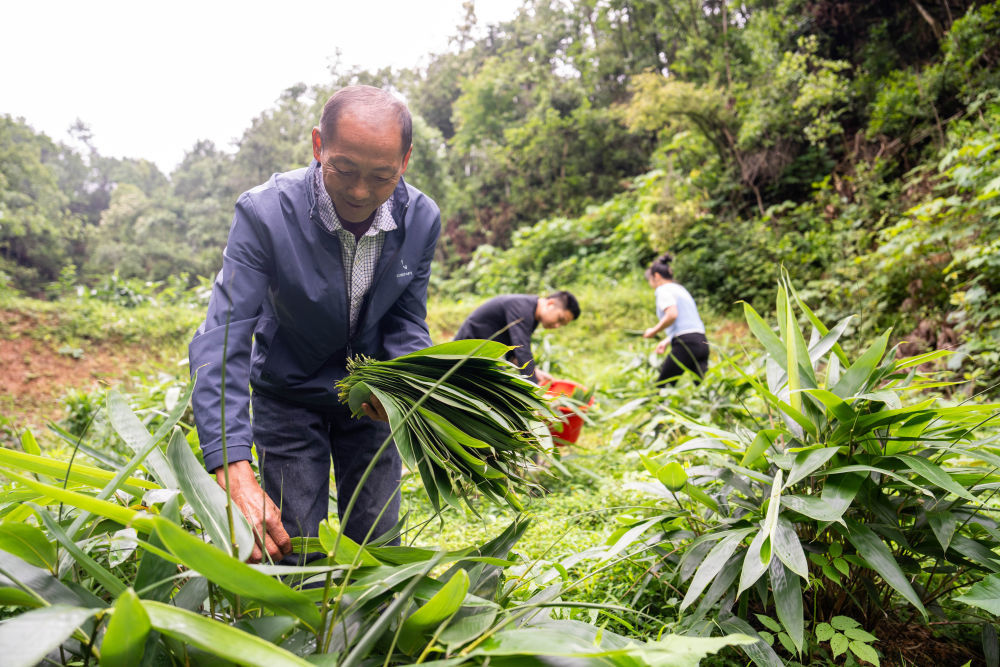 6月5日，在浏阳市关口街道道源湖村粽叶种植基地，村民在采摘粽叶。