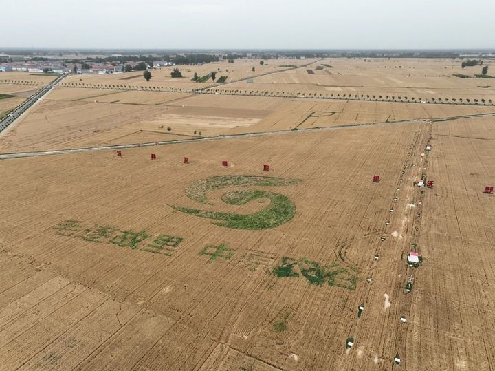 这是5月31日拍摄的位于河南新乡的中原农谷平原示范区高标准农田（无人机照片）。（刘天宇 摄）