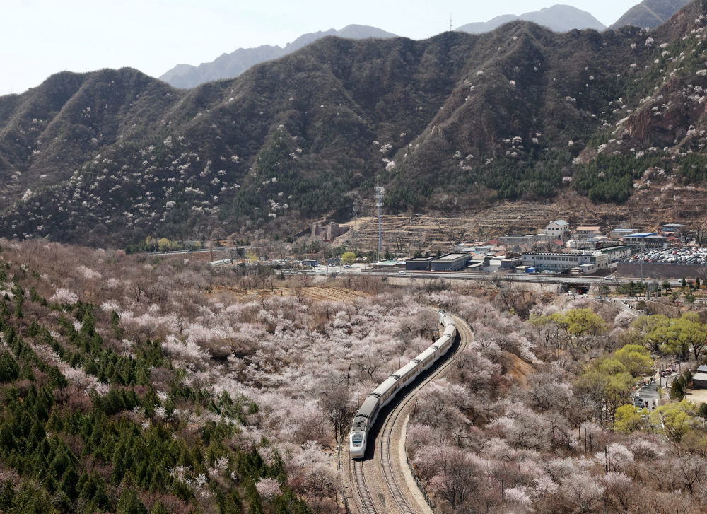 3月29日,一列北京市郊铁路s2线列车穿行于花海间.