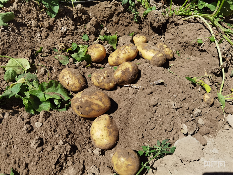 管护人员一铲子下去,几颗表皮光滑的马铃薯便破土而出(央广网记者 夏莎 摄)