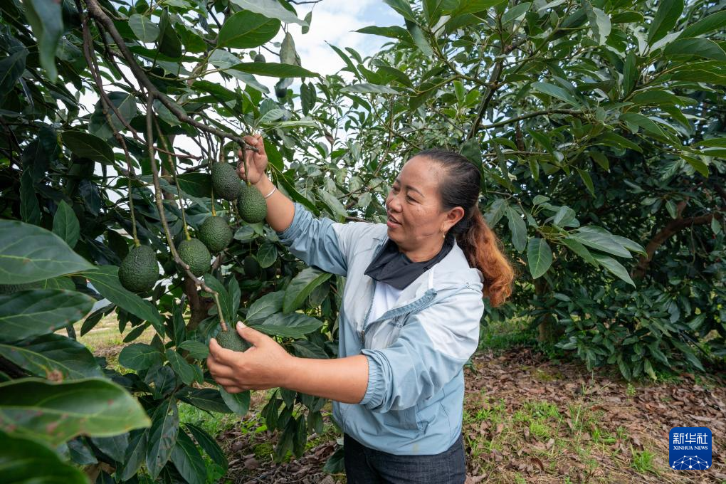 由企业在当地农民中培训的产业技术人员李美琼在一处牛油果种植基地检查待采的牛油果（10月29日摄）。新华社记者 陈欣波 摄