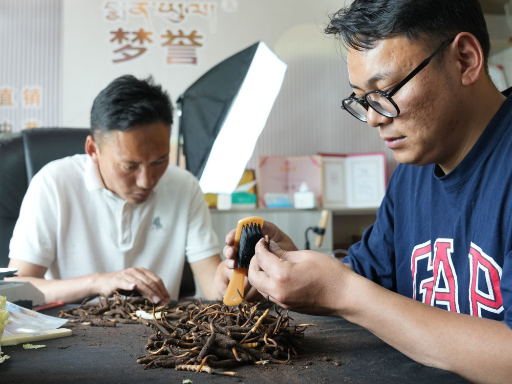 罗拉（右）在公司内清洁新鲜虫草（5月31日摄）。新华社记者丁汀 摄