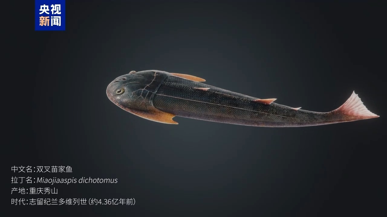 △双叉苗家鱼身体侧线与成对腹侧鳍褶