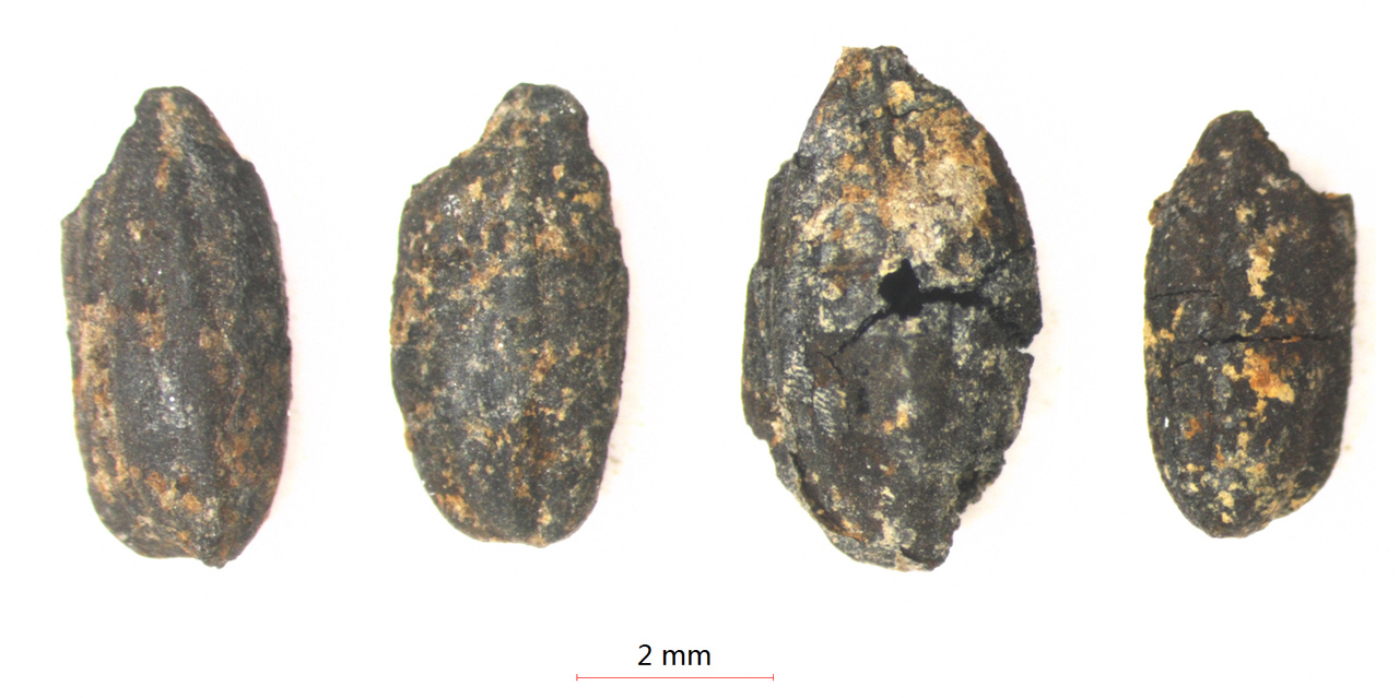 金沙遗址出土的碳化稻粒 图片由金沙遗址博物馆提供