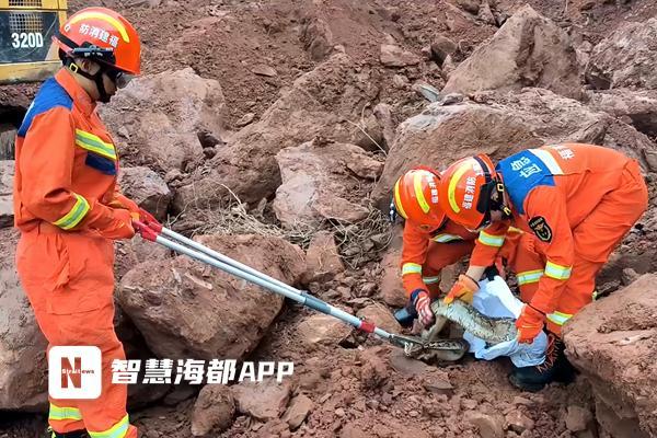 福建龙岩一工地挖出“冬眠”蟒蛇