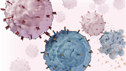 一只嵌合抗原受体T细胞(CAR-T,粉红色)正在靠近并消灭一只B细胞。今年,CAR-T疗法在治疗红斑狼疮等自身免疫疾病方面取得了重大进展。图源:Burgess/Science