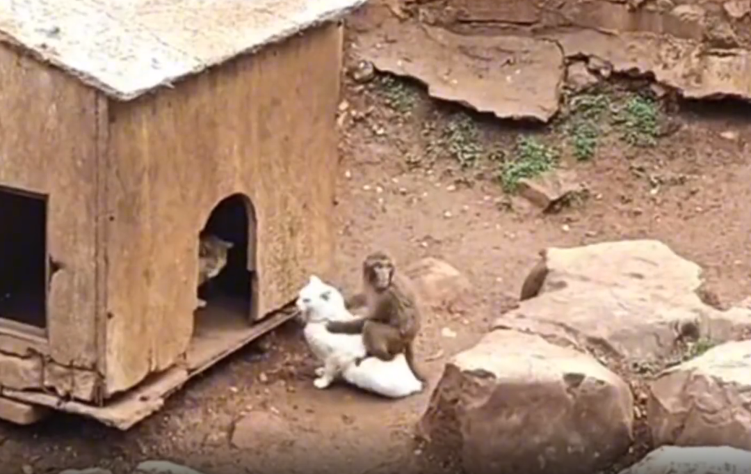 ▲昆明動(dòng)物園內(nèi)的貓和猴子（圖/視頻截圖）