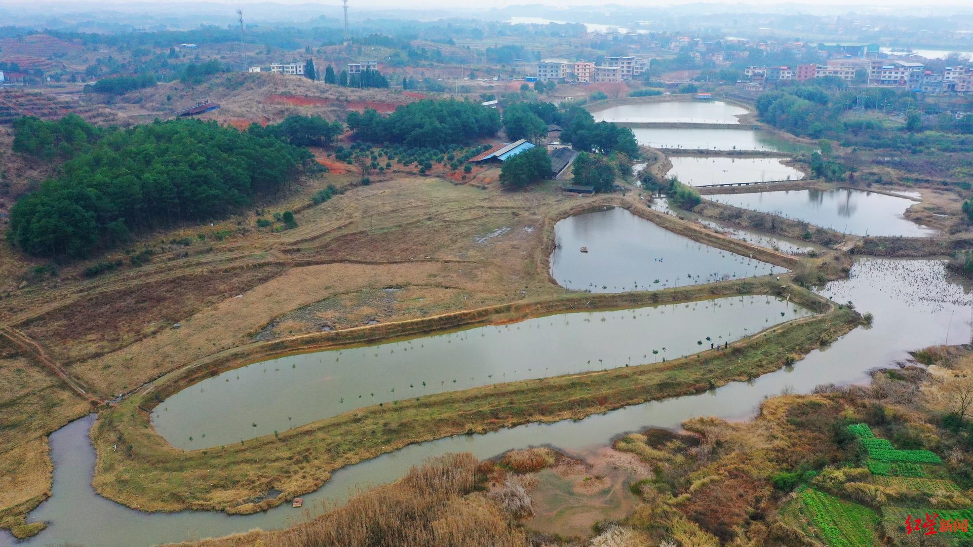 ▲涉案鱼塘