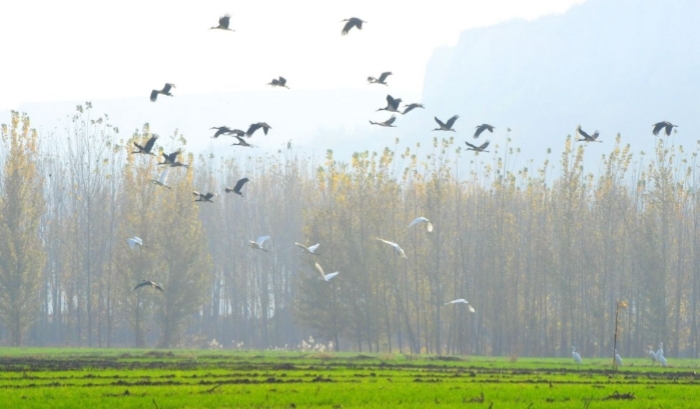 图为山西稷山汾河国家湿地公园白鹭与黑鹳齐飞。栗卢建 摄