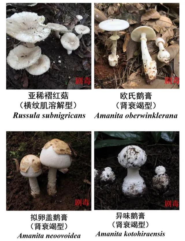 ▲几种有毒的鹅膏菌 图据“云南疾控”