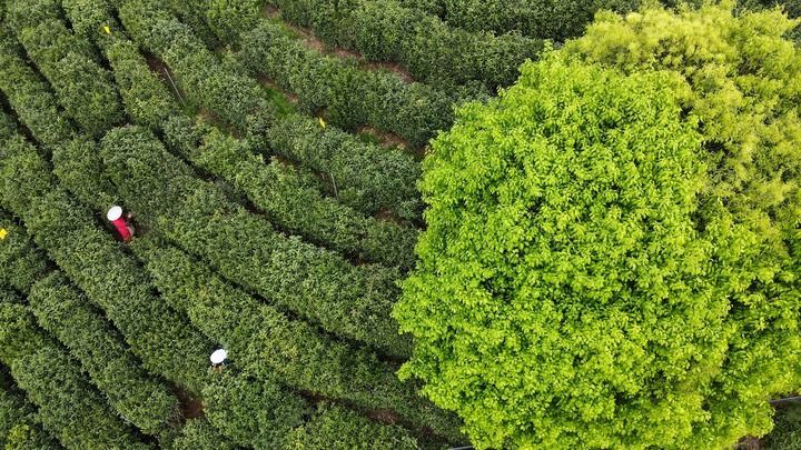 2024年4月10日，黄山市祁门县历口镇的茶农在采摘春茶（无人机照片）。新华社记者 张端 摄