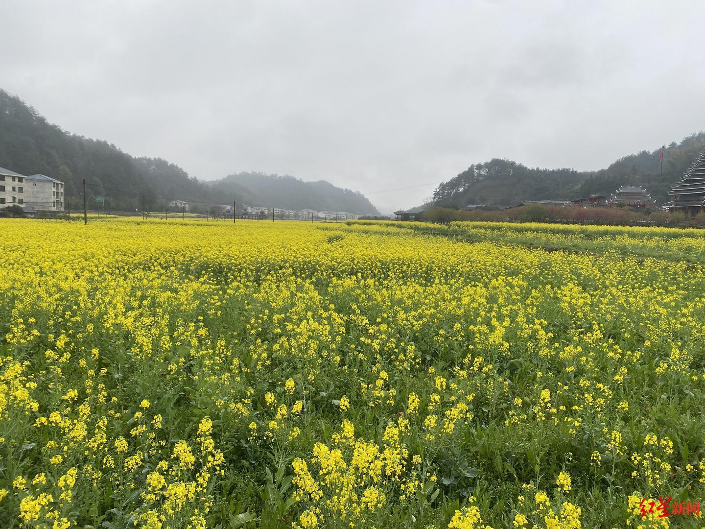 绥宁当地山间,遍地的油菜花很美.jpg