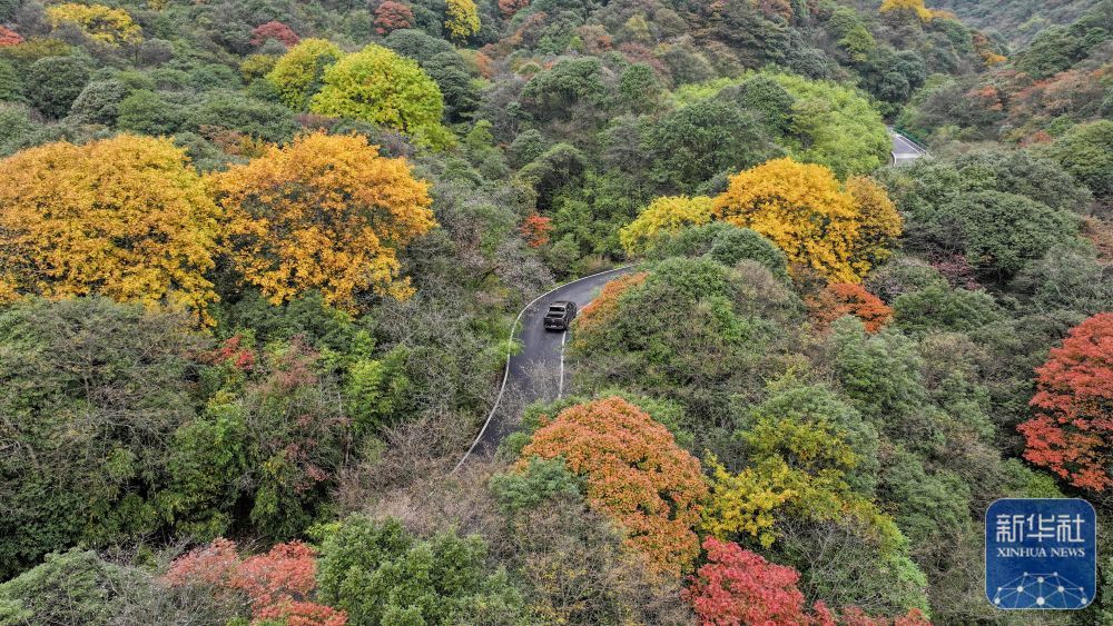 10月18日拍摄的重庆市南川区金佛山景区秋景（无人机照片）。新华社发（瞿明斌摄）