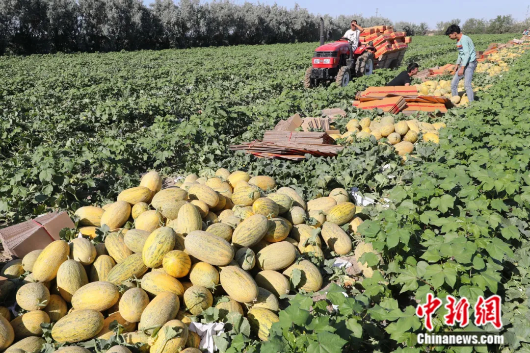 这种以城市命名的水果蕴藏了怎样的“甜蜜”？(图1)