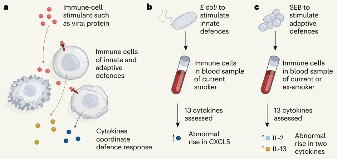 ▲免疫細(xì)胞釋放多種細(xì)胞因子應(yīng)對(duì)病原體感染，這種免疫應(yīng)答反應(yīng)受到吸煙的影響（圖片來(lái)源：參考資料[2]）