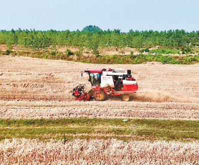 图为蔡华驾驶农机收割小麦。廖楚雄摄（人民视觉）