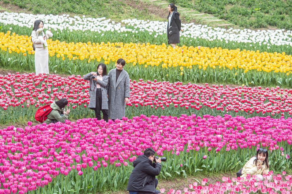 3月9日，在位于重庆市长寿区的长寿湖景区，游客在郁金香花海中赏花拍照。景区今年一共从荷兰进口郁金香种球近60万粒，分三大系列27个品种，种植面积约12000平米。新华社记者唐奕摄