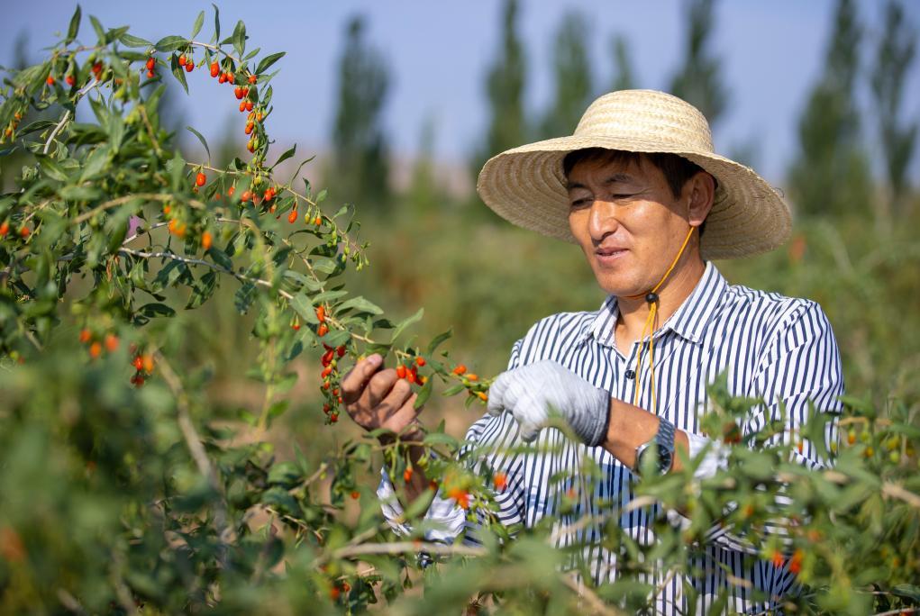 7月11日，宁夏吴忠市同心县下马关镇五里墩村的农户在采摘枸杞。新华社记者 杨植森 摄