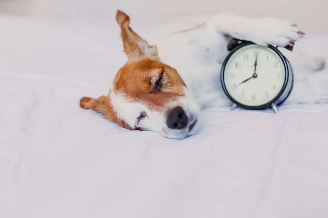 最新研究赖床30分钟有助改善身体疲惫