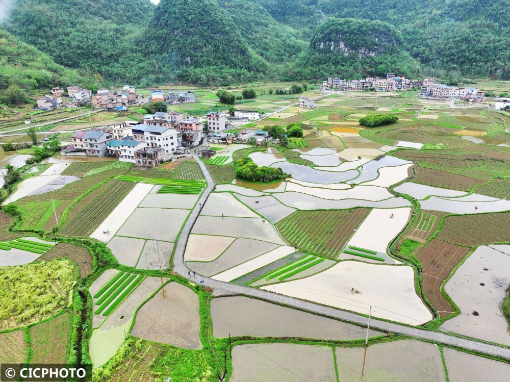 2024年4月6日在广西河池市罗城仫佬族自治县天河镇白任村拍摄的精色