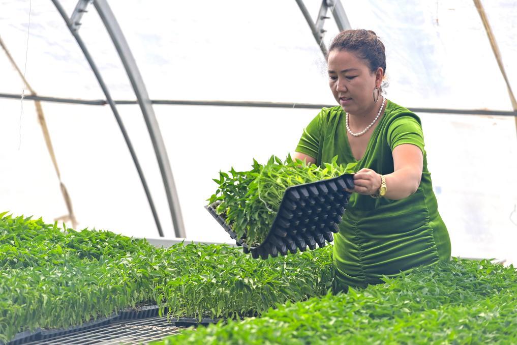在新疆阿克苏市阿依库勒镇蔬菜基地，种植户米哈热古丽·艾合麦提在搬运菜苗（3月24日摄）。新华社记者 丁磊 摄