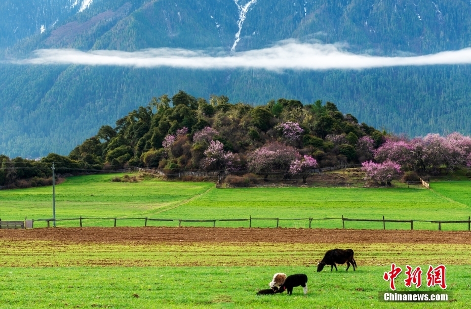 【这个城市有点潮】林芝:云端上的"桃花源"_凤凰网资讯_凤凰网