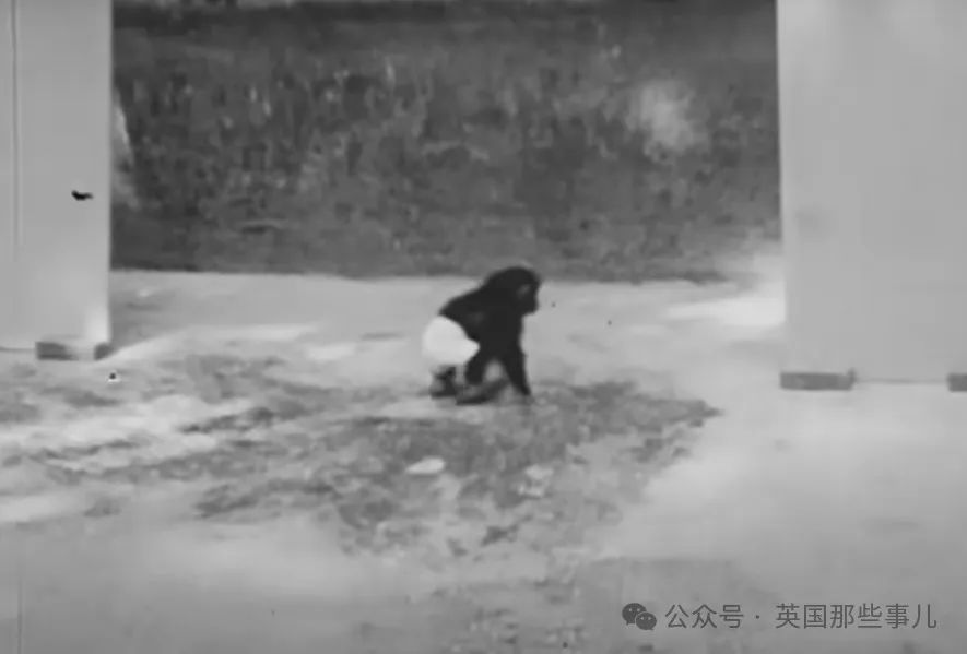 实验画面,图片来自Youtube