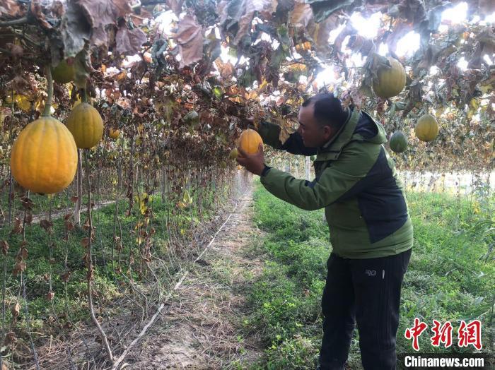 连日来，新疆徽岳记生物科技有限公司瓜蒌产业种植基地种植的瓜蒌进入采摘期。陶拴科 摄