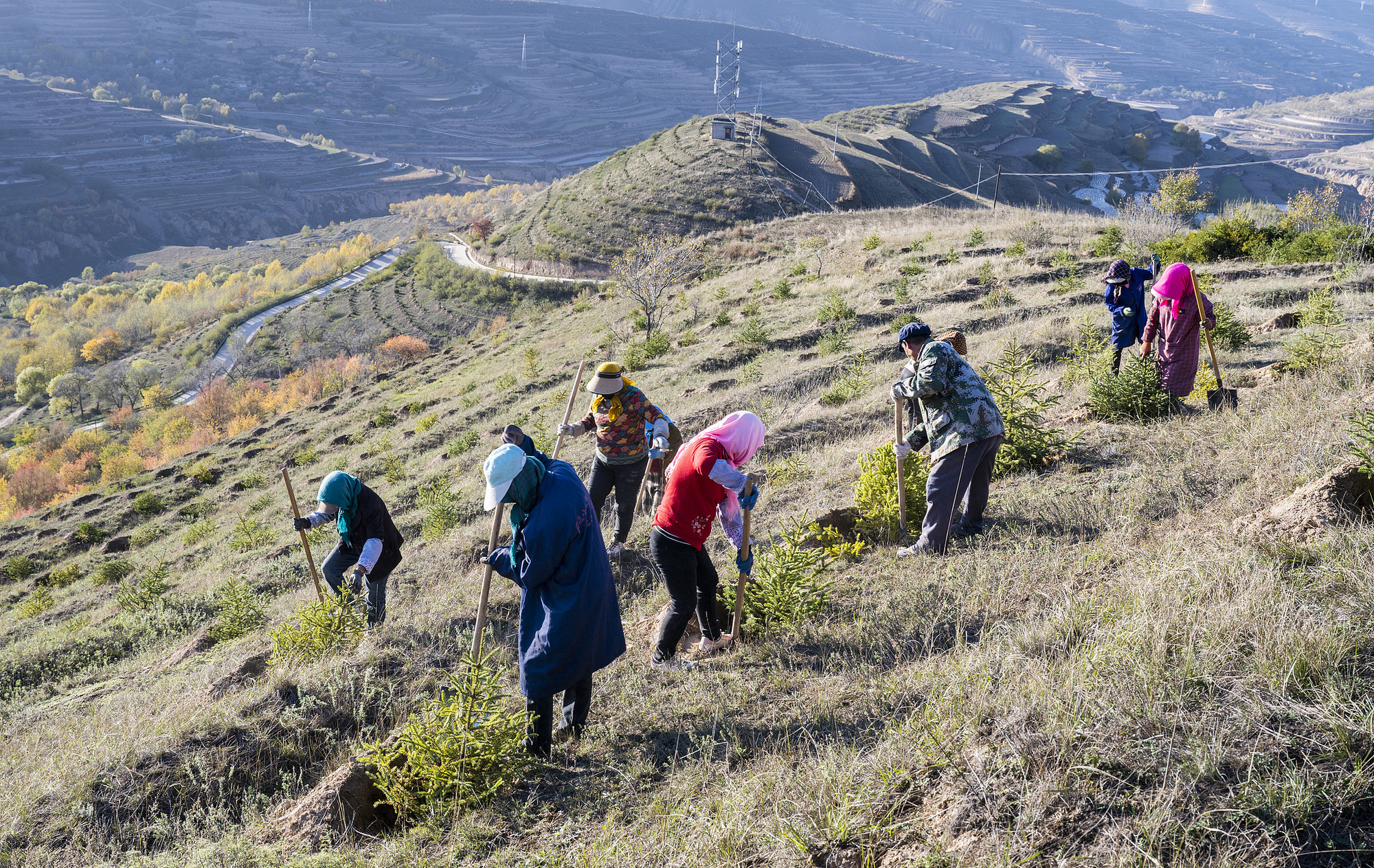 2024年10月22日，甘肃定西，工人们进行植树作业