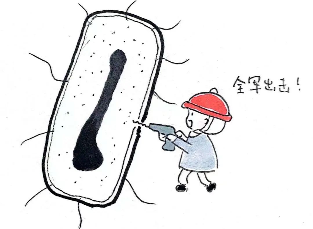 正面攻击细胞壁和细胞膜 | 作者供图