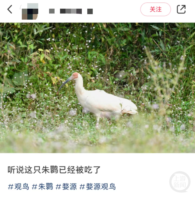 观鸟爱好者发帖称，朱鹮被捕猎。网页截图